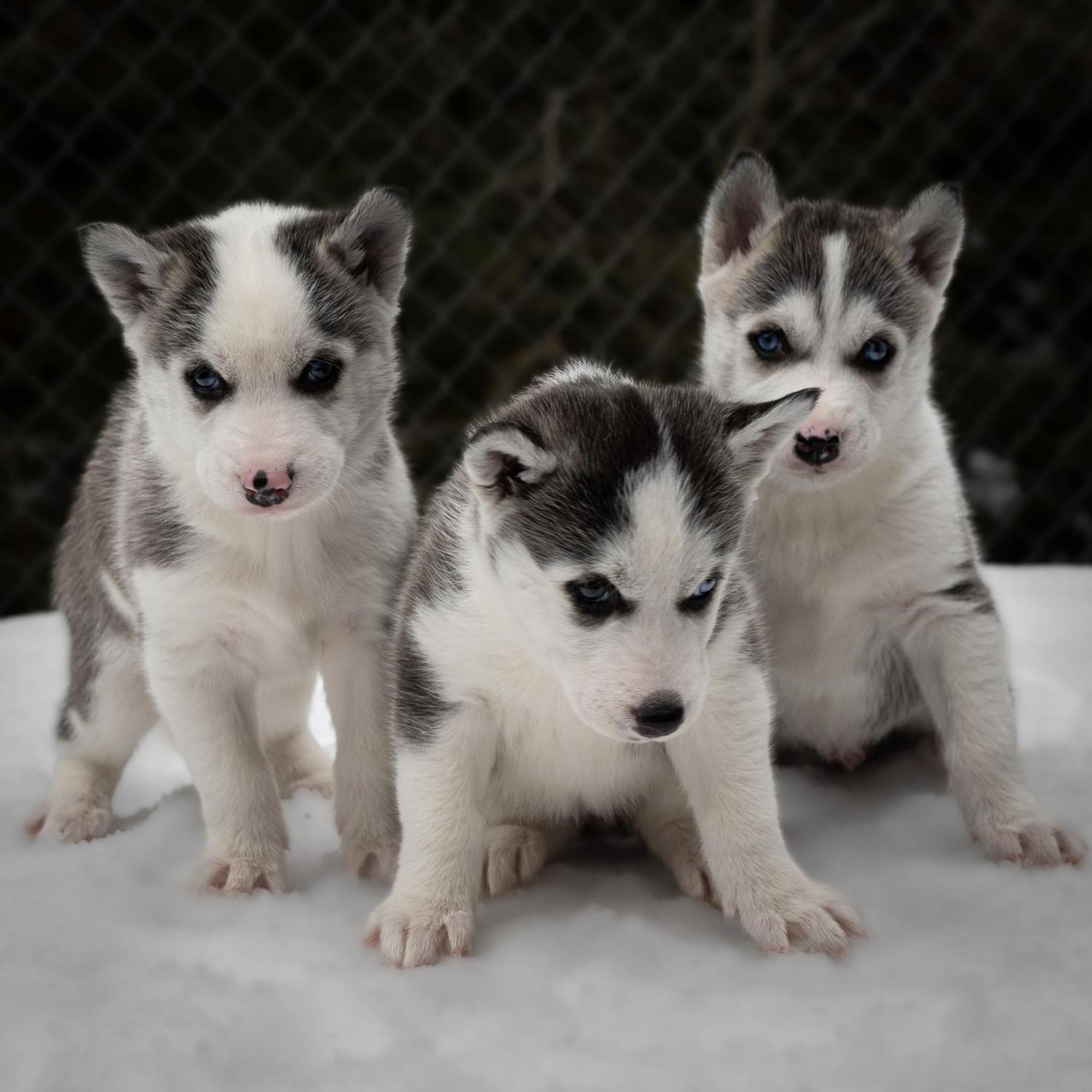 Huettenhotel Husky Lodge Muotathal Zewnętrze zdjęcie