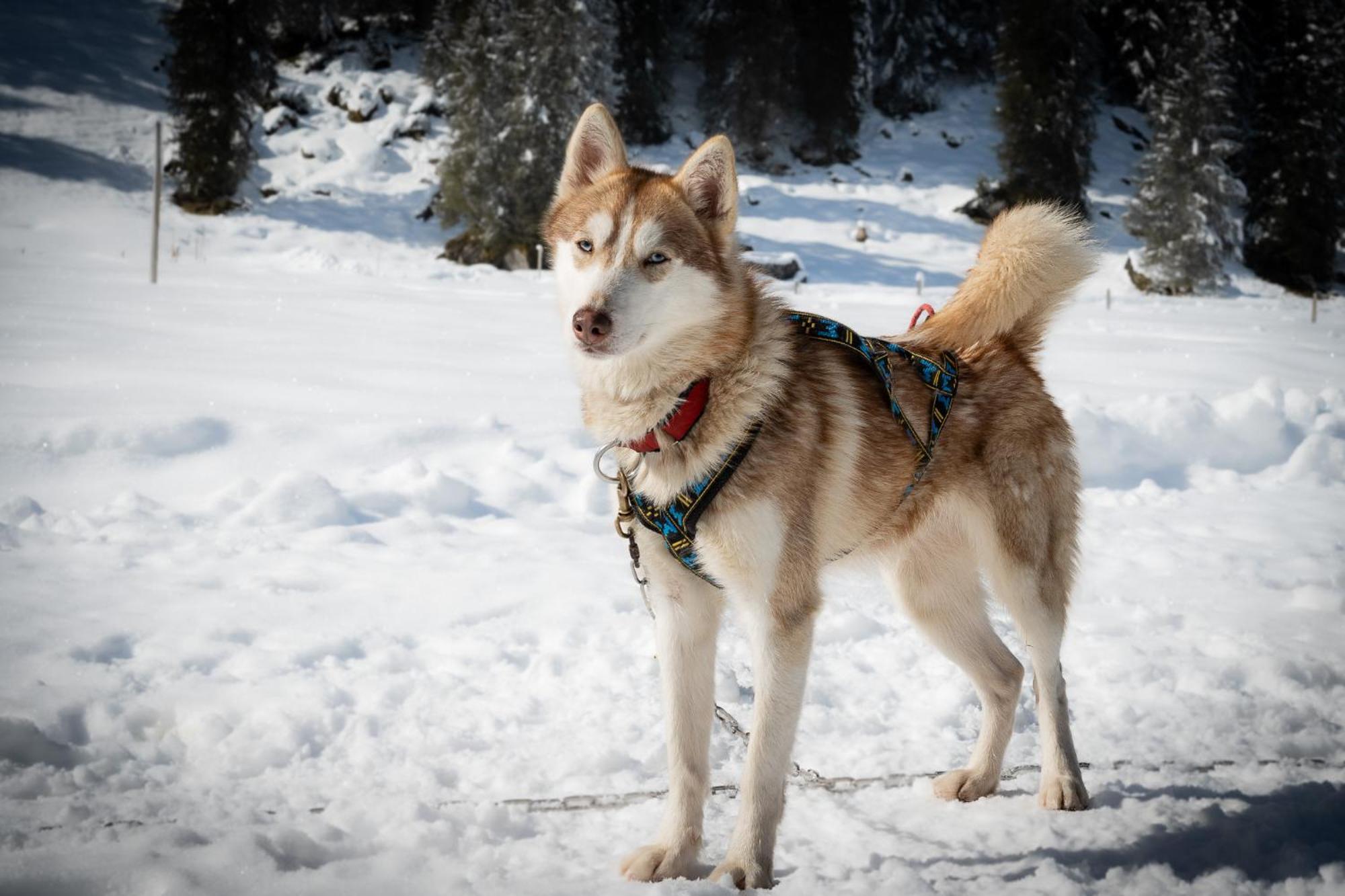 Huettenhotel Husky Lodge Muotathal Zewnętrze zdjęcie