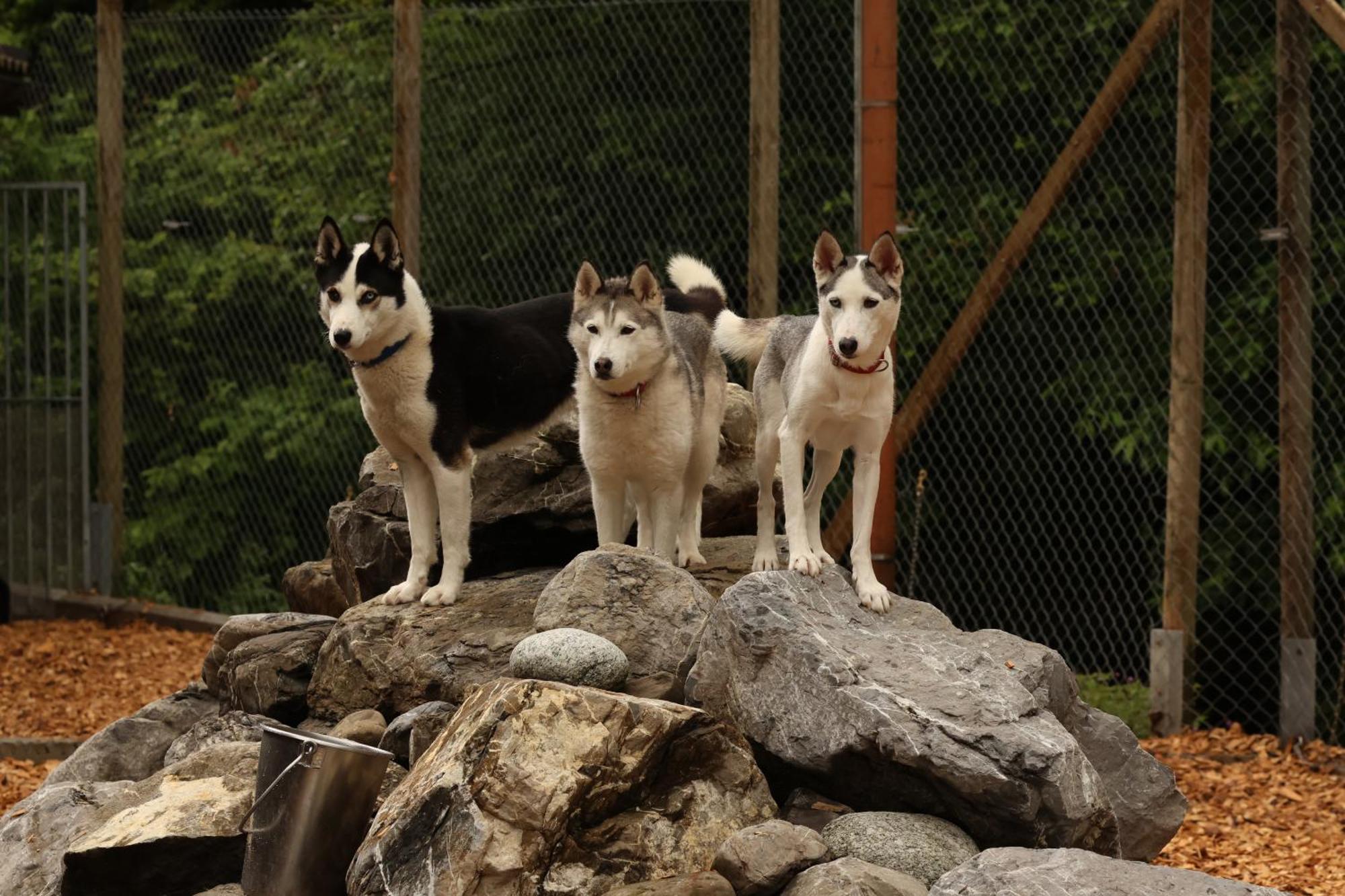 Huettenhotel Husky Lodge Muotathal Zewnętrze zdjęcie
