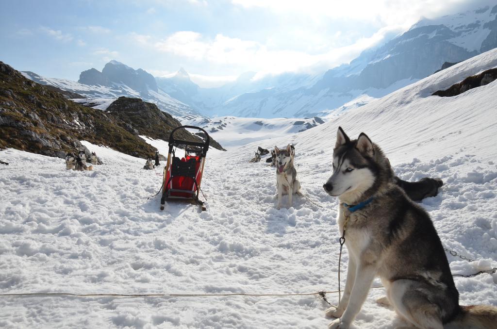Huettenhotel Husky Lodge Muotathal Zewnętrze zdjęcie